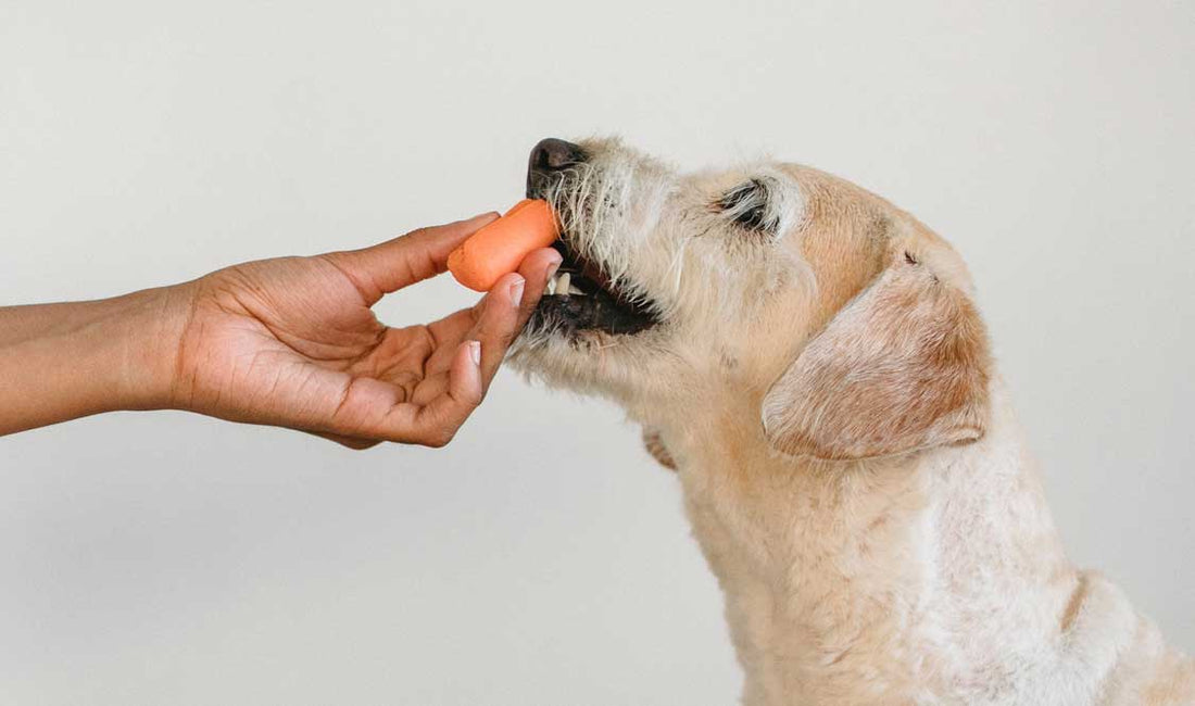 How to Brush Your Dog’s Teeth: BiteBlock