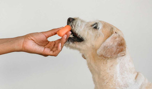 How to Brush Your Dog’s Teeth: BiteBlock