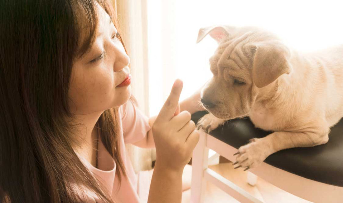 When To Begin Brushing Your Puppy’s Teeth