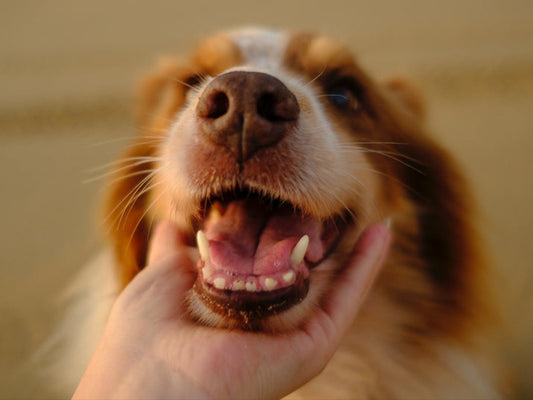 Does your Dog Need a Dental?