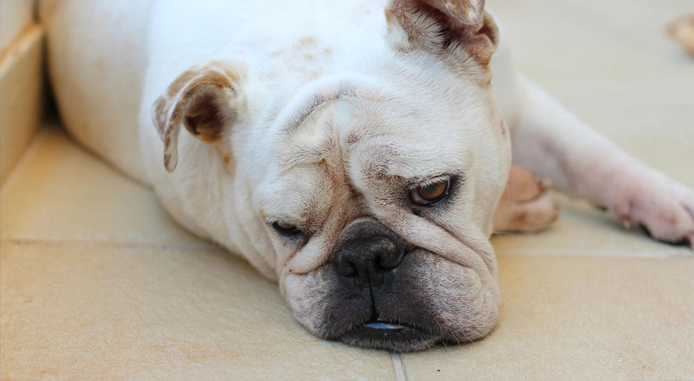 Enrichment Ideas for Bored Pets