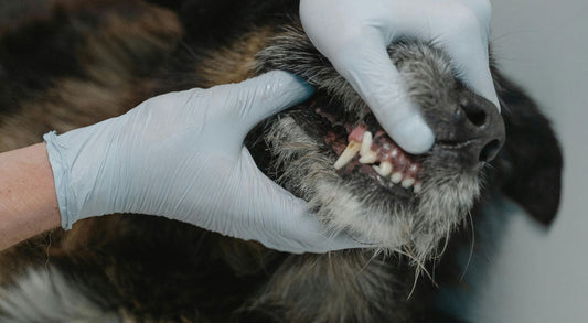Vet Showing the importance of Pet Periodontal Disease: Understanding, Causes, Symptoms, and Prevention Introduction
