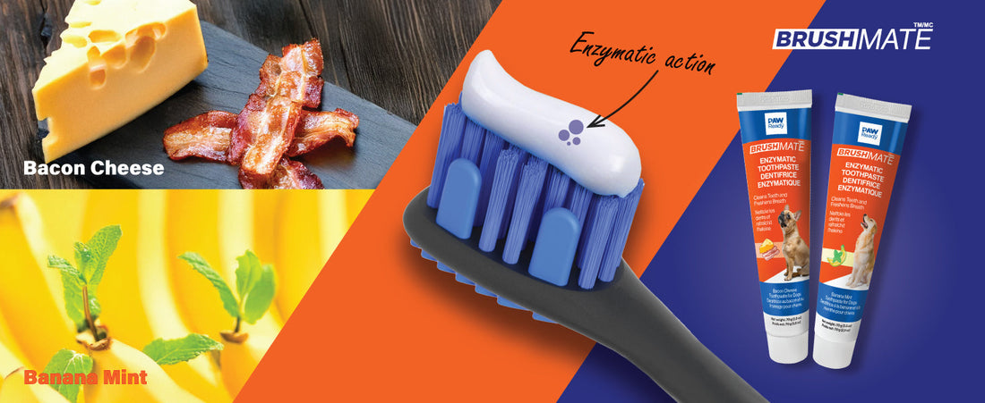 A Professional Review of the PawReady Dental Kit: What's Inside?