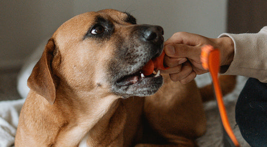 Brush Smarter: How the Right Tools Make Brushing Easy and Safe