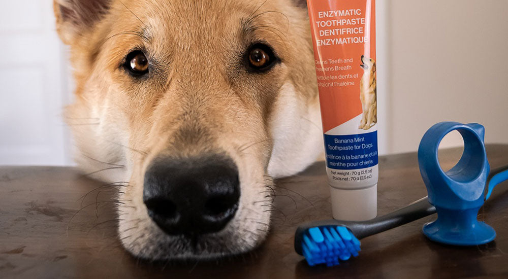 The Ultimate Dog Dental Routine: Products, Schedule, and Easy Tips