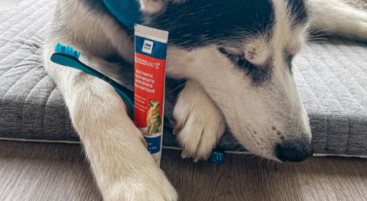 A Comprehensive Guide to Keeping Your Dog’s Smile Healthy: The Paw Ready BrushMate Dog Toothbrush