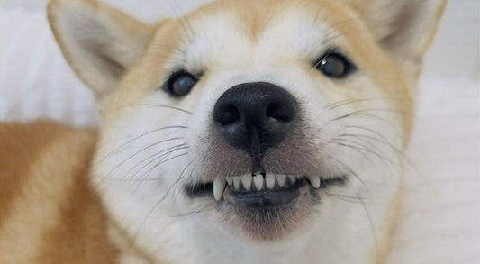 Should I Brush my Dog's Teeth Everyday?