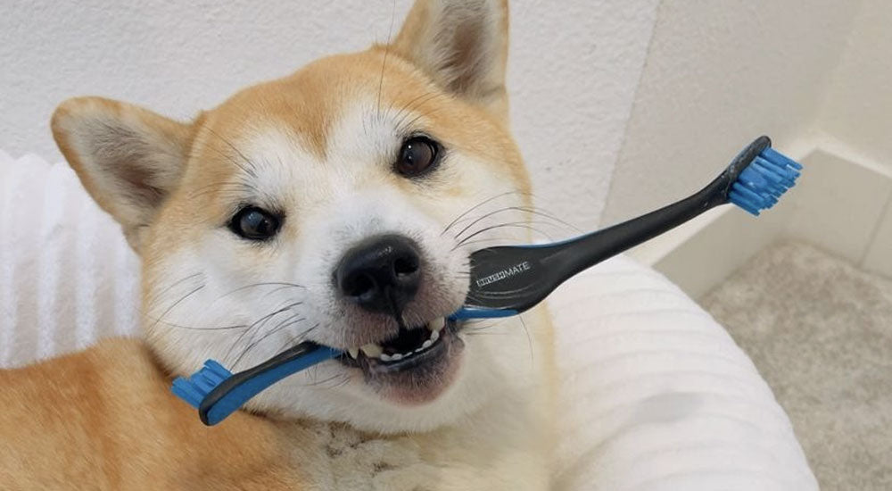 How to Brush Your Dog’s Teeth: A Complete Guide to Canine Dental Care
