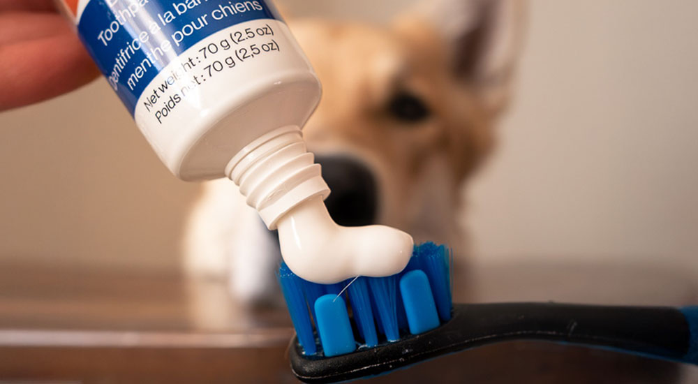Best Toothpaste for Dogs (and Why Human Toothpaste Is Dangerous)