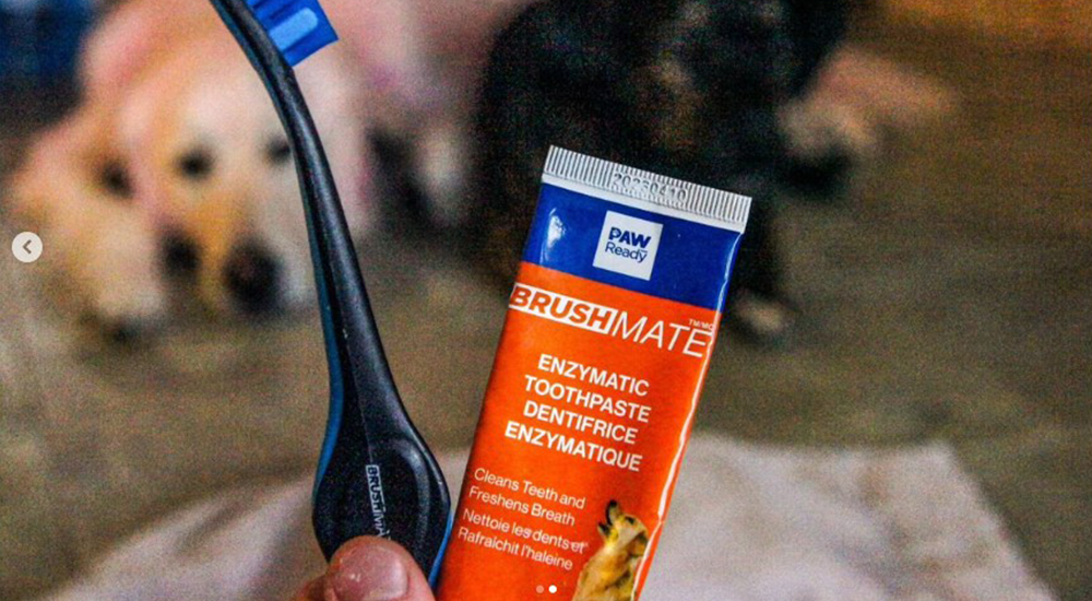 Best Dog Toothpaste