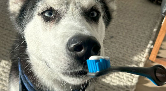 Do I Really Need to Brush My Dog’s Teeth?