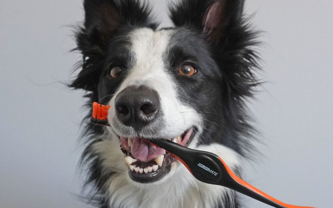 The New BrushMate Pet Toothbrush