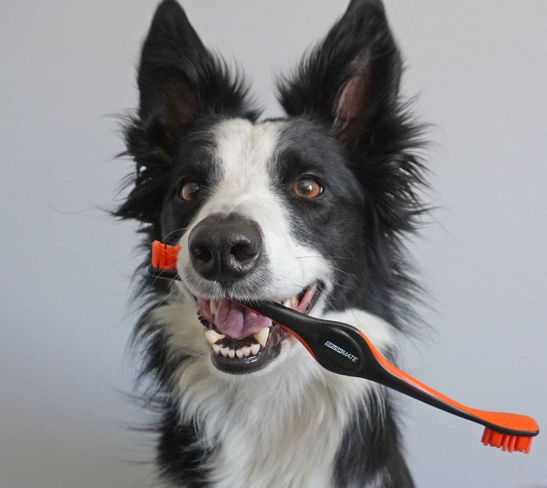 BrushMate Pet Toothbrush Blog