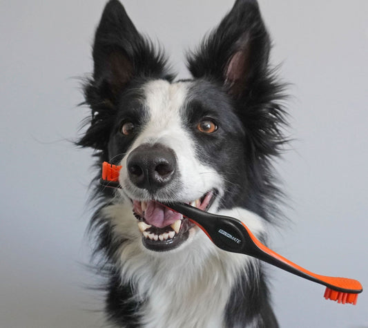 BrushMate Pet Toothbrush Blog