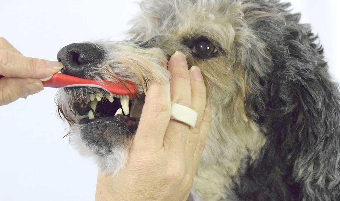 Brushing Dog’s Teeth