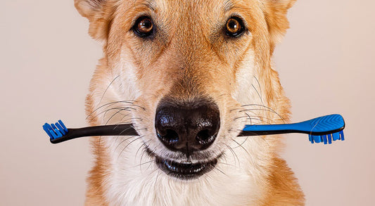 How to Brush Your Dog's Teeth in Under 2 Minutes: A High-Efficiency Routine