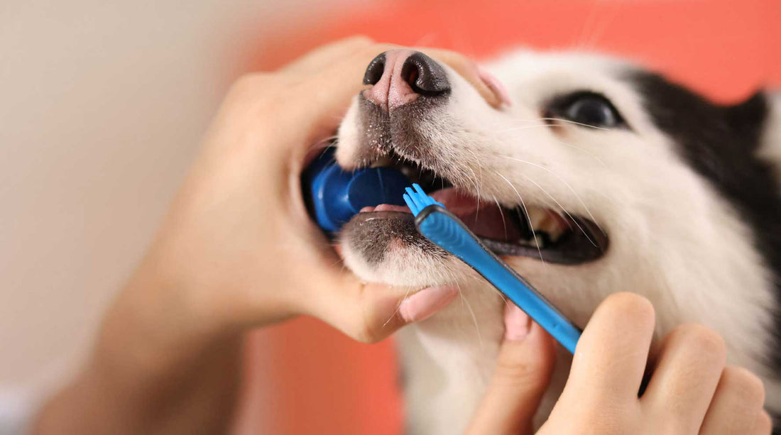 My Dog Hates Toothbrushing: What to Do