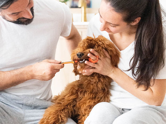 The Best Way to Brush Your Dog’s Teeth