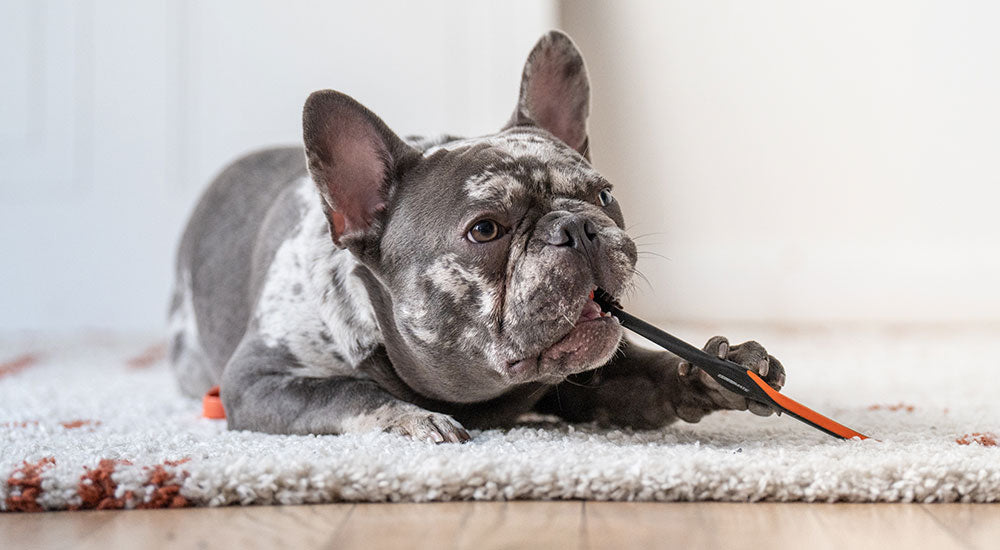 Why People Don’t Brush Their Dog’s Teeth