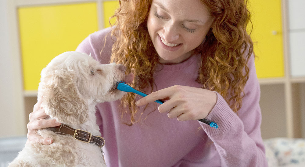 When Should You Start Brushing a Puppy’s Teeth?