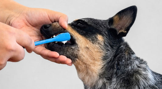 Deep Cleaning Your Dog Molars: A Step-by-Step Guide with BrushMate