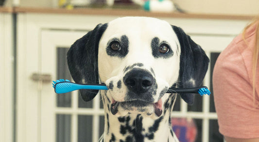 Best Dog Toothbrush With Dual Head Design for Easy Pet Dental Care