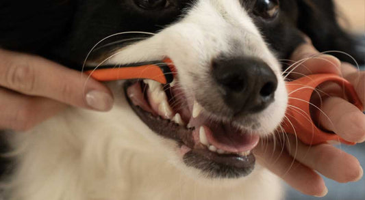 3 Reasons the BiteBlock is Better Than Holding Your Dog’s Mouth