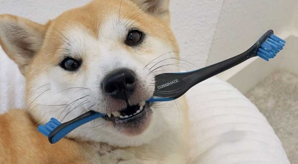 Dental Health Month Is Here—Here’s What Most Dog Owners Don’t Realize