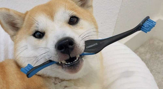 Dental Health Month Is Here—Here’s What Most Dog Owners Don’t Realize