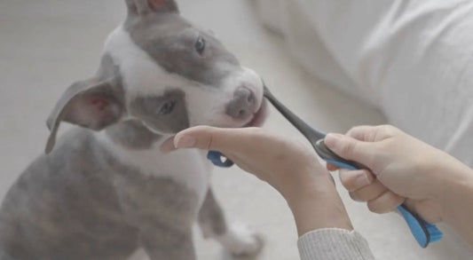 Safe Brushing: How to Avoid Gums Bleeding with the Right Toothbrush