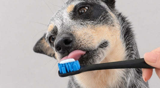 The Easiest Way to Apply Enzymatic Toothpaste for Maximum Results