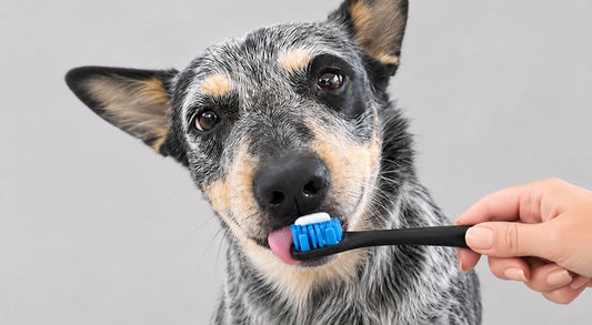 How to Brush Dog Teeth at Home