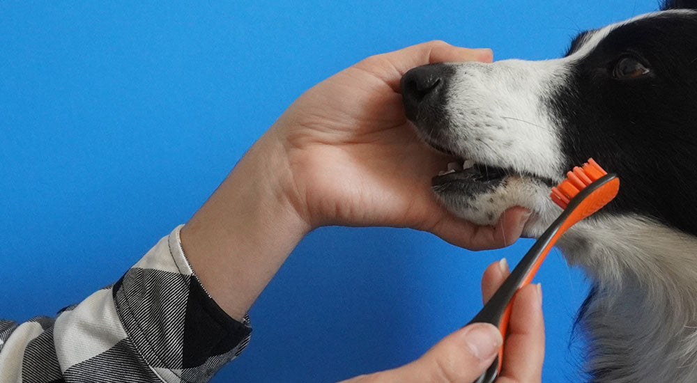 How to Build a Stress-Reduced Dental Routine for Dogs Who Resist Brushing