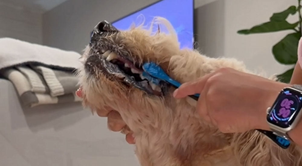 How to Clean Your Dog’s Back Teeth When They Won’t Cooperate