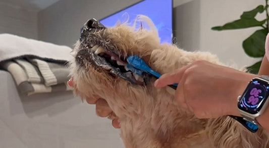How to Clean Your Dog’s Back Teeth When They Won’t Cooperate