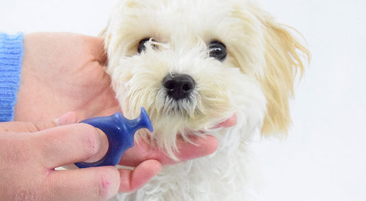 How to Stop Your Dog from Biting the Toothbrush (The BiteBlock Solution)