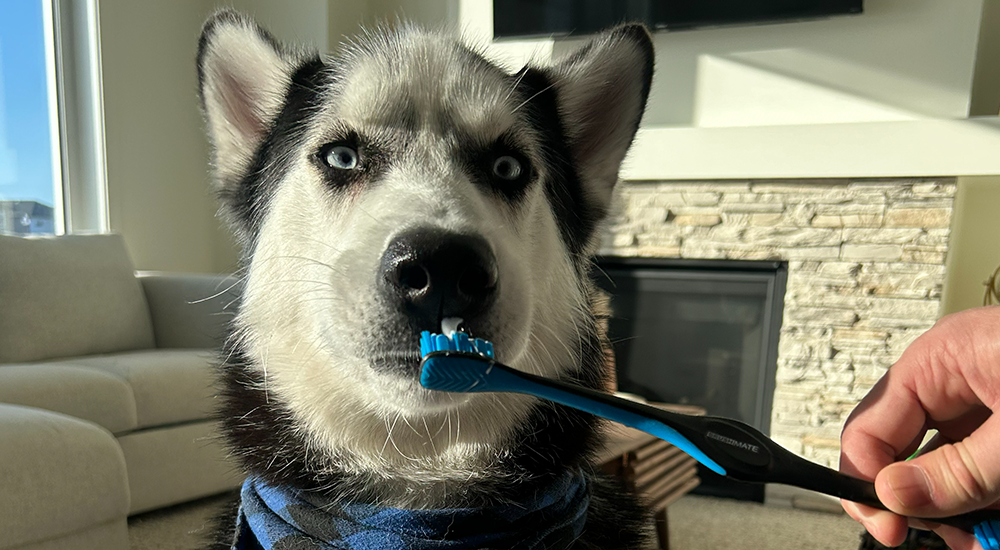 How to Choose the Best Dog Toothbrush