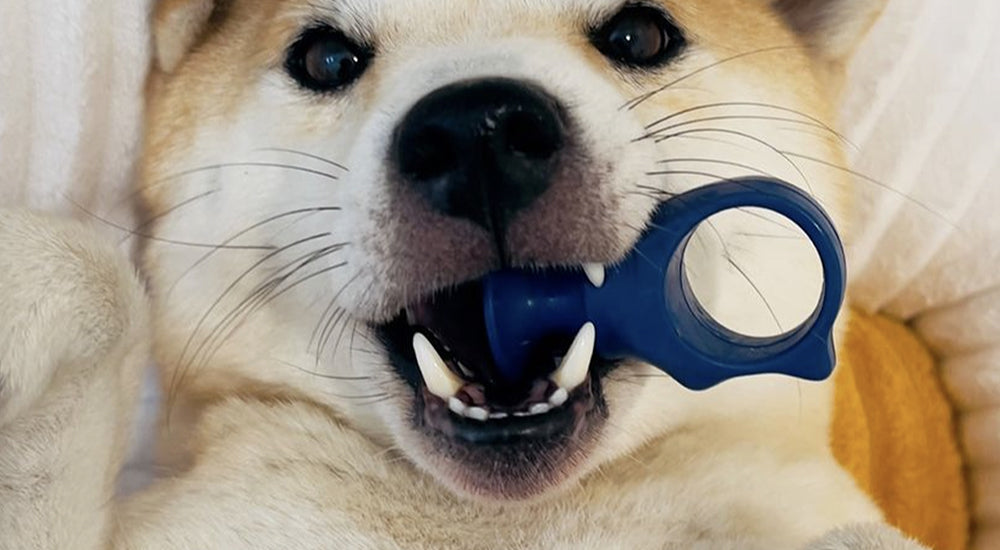 How to Train Your Dog to Accept Tooth Brushing Using the Bite Block (Step-by-Step Guide)
