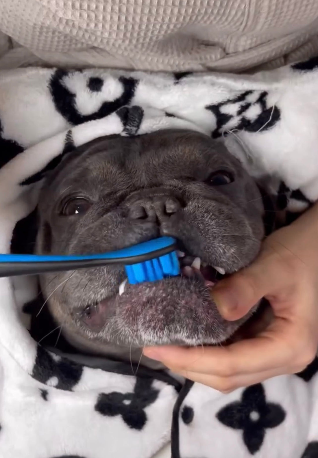 Brushing as a form of Bonding?