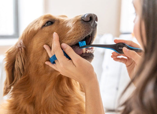 Pet Dental Health Matters