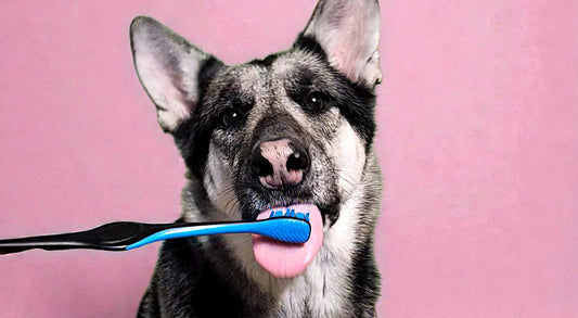The Busy Owner’s Guide: Maintaining Dental Health When You’re Short on Time