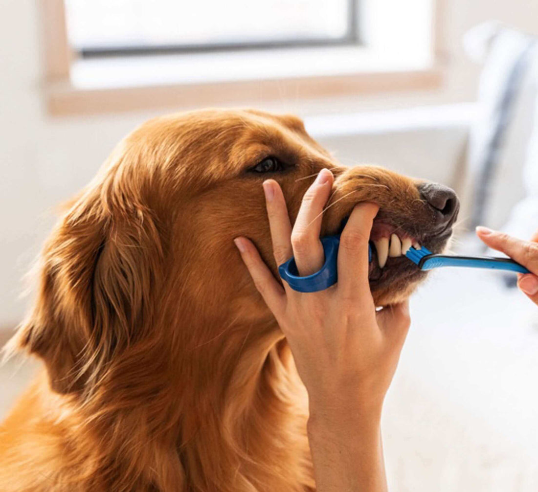 Why Dental Care Should Be Part of Every Dog’s Grooming Routine
