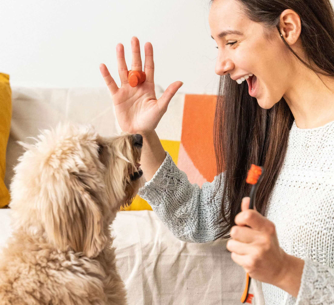 The Ultimate Dog Dental Routine: Products and Schedule