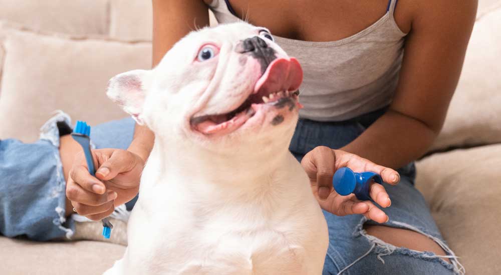 My Dog Hates Toothbrushing: What to Do