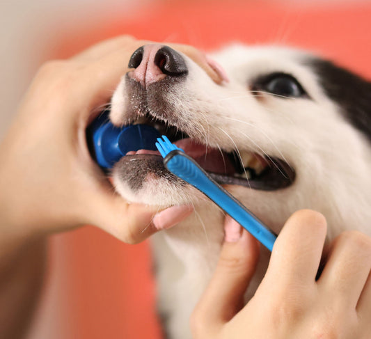 The Complete Beginner’s Guide to Dog Dental Care