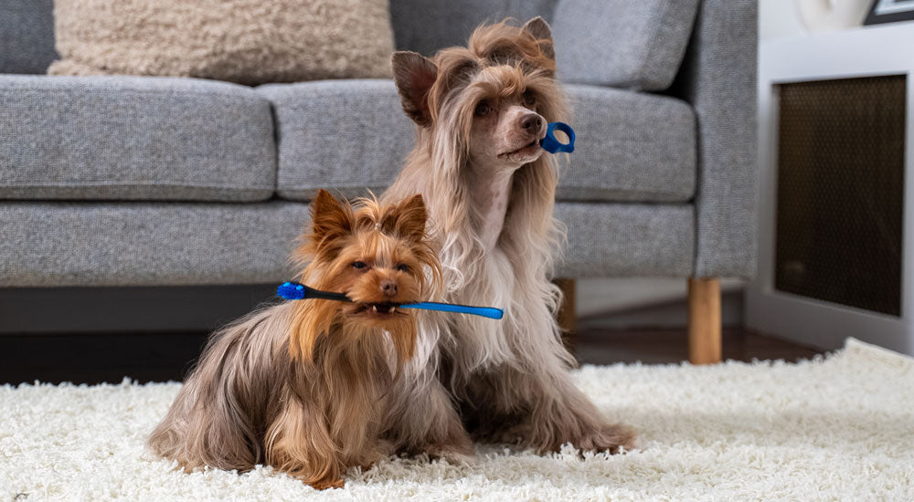 How to Train Your Puppy to Accept Toothbrushing