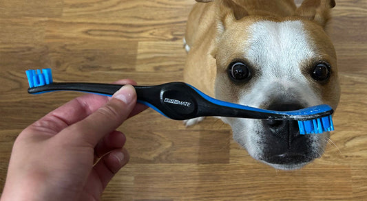 What Pet Product Innovation Looks Like in Oral Care: Tools That Support Safer Brushing