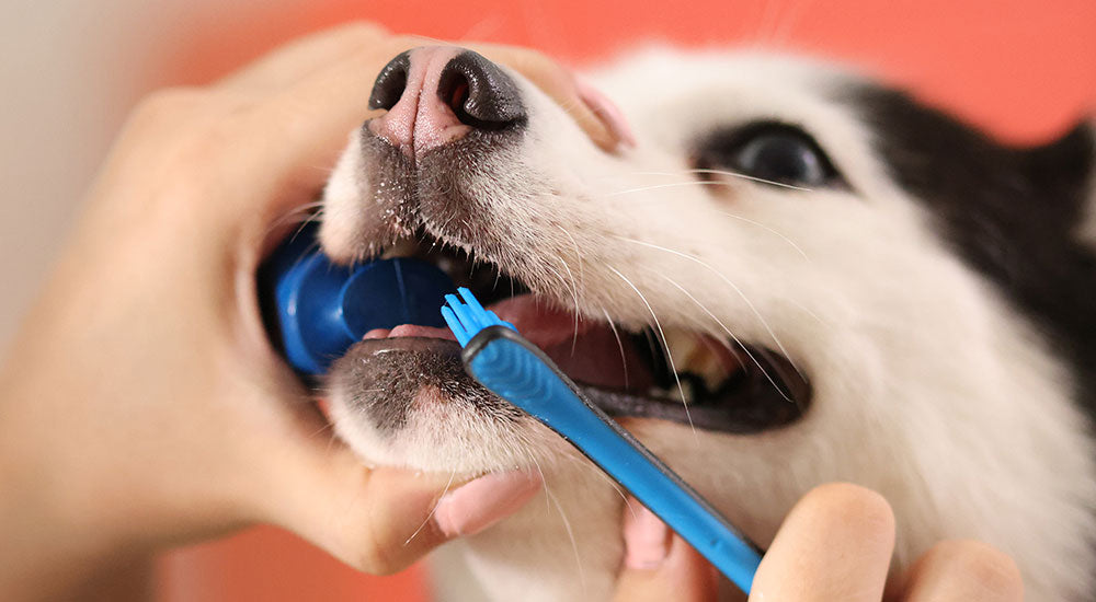 Safest Way to Clean Your Dog’s Teeth