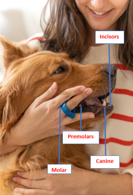 How to know if you are brushing your pet’s teeth properly?