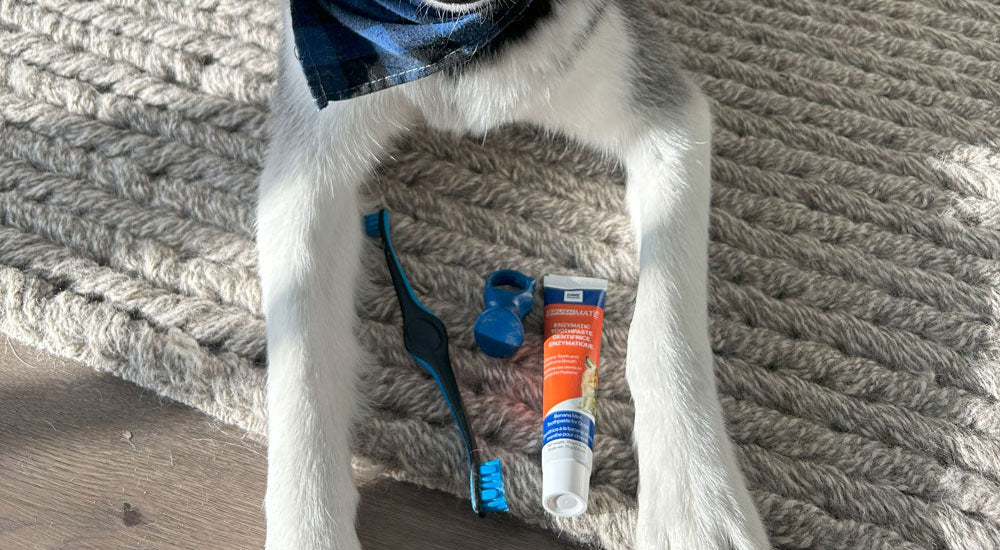 What Makes a Pet Product Successful?